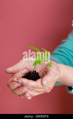 le mani delle donne tengono con attenzione un giovane germoglio con terra e radici Foto Stock