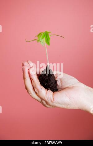 le mani delle donne tengono con attenzione un giovane germoglio con terra e radici Foto Stock