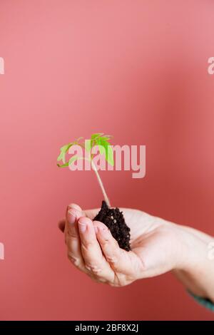 le mani delle donne tengono con attenzione un giovane germoglio con terra e radici Foto Stock