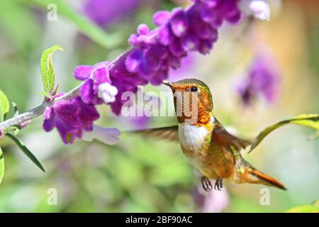 Scintillante Hummingbird nettare di alimentazione dei fiori in Costa Rica foresta nuvola Foto Stock