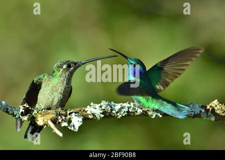 Talamanca e Lesser Violetear Hummingbirds duello su ramo di muschio Foto Stock