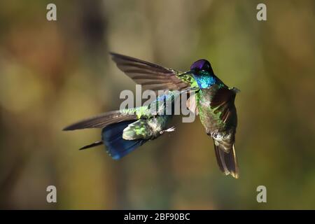 Talamanca hummingbird e duello Violetear minore nella foresta nuvolosa del Costa Rica Foto Stock