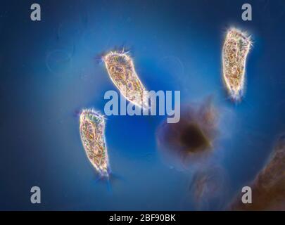 ipotrichs protozoi in uno stagno di acqua dolce Foto Stock