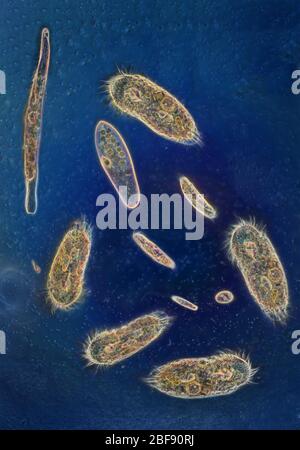 Protozoi misti in podwater, Spirostomum, Paramecium, ipotrichs Foto Stock