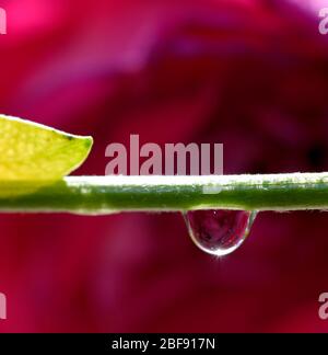 Una goccia d'acqua appesa a una macro da vicino con gambo di fiori Foto Stock