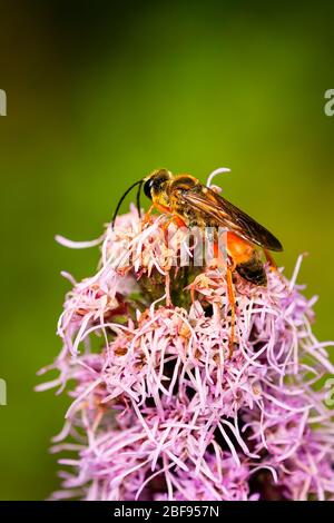 Grande gaspa d'oro che beve nettare su un fiore di liatris Foto Stock