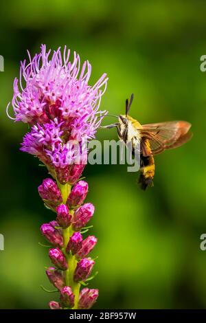 Hummingbird Clearwing Moth in volo bere nettare da un fiore di liatris rosa Foto Stock