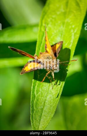 Hobomok Skipper farfalla riposato su una foglia verde durante una giornata di sole Foto Stock