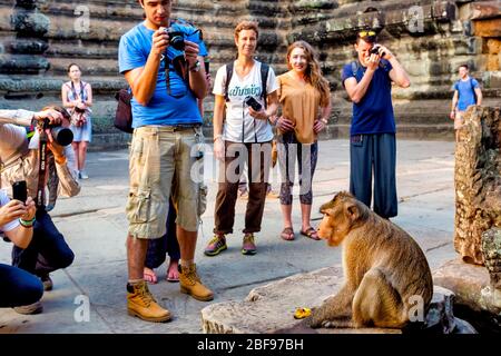 Turisti che fotografano un macaque che mangia granchi (Macaca fascicularis) nel tempio di Angkor Wat, Siem Reap, Cambogia Foto Stock