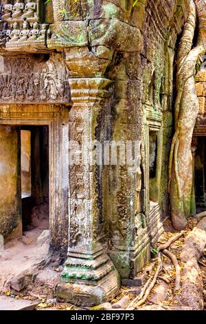 Albero di Spung (Tetrameles nudifflora) che cresce nelle rovine del tempio di Ta Prohm, Siem Reap, Cambogia Foto Stock