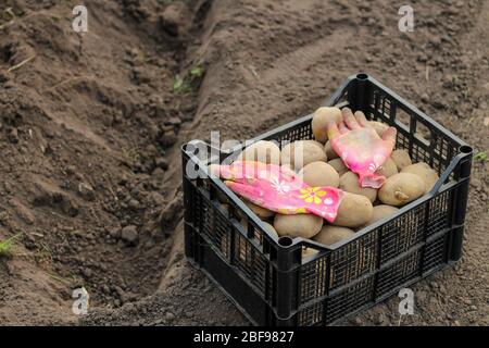 Una scatola con le patate che piantano si trova sulla terra vicino ad un fossato scavato sul cortile. Il processo di piantare patate in primavera su un appezzamento personale Foto Stock