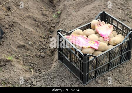 Una scatola con le patate che piantano si trova sulla terra vicino ad un fossato scavato sul cortile. Il processo di piantare patate in primavera su un appezzamento personale Foto Stock