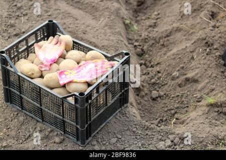 Una scatola con le patate che piantano si trova sulla terra vicino ad un fossato scavato sul cortile. Il processo di piantare patate in primavera su un appezzamento personale Foto Stock