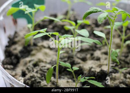 Germogli di pomodoro nel terreno su un davanzale vicino alla finestra Foto Stock