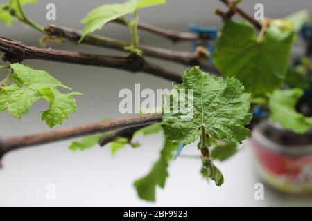 Piantine di uva germogliano sul davanzale vicino alla finestra Foto Stock