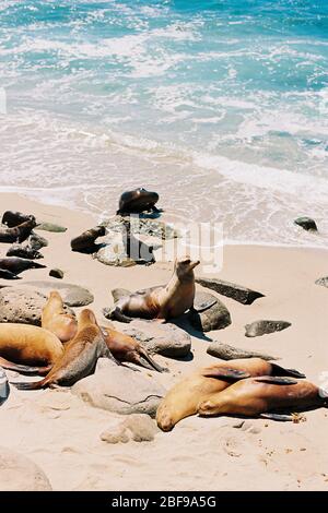 Leoni marini che si trovano sulla spiaggia e che guardano all'Oceano Pacifico a la Jolla Cove, a San Diego, California. Spiaggia costiera fauna selvatica paesaggio di Sout Foto Stock