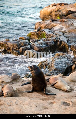 Spiaggia costiera paesaggio faunistico della California meridionale. Leoni marini adagiati su scogliere e affacciati sull'Oceano Pacifico a la Jolla Cove, a San Diego Foto Stock