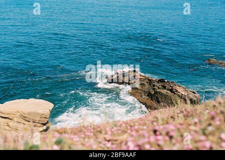 Spiaggia costiera paesaggio fauna selvatica scena della California meridionale. Leoni marini adagiati su rocce scoscese a la Jolla Cove, a San Diego. Foto Stock