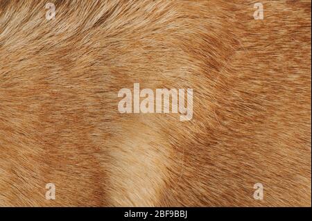 Vista ravvicinata della struttura dei capelli del cane marrone. Pulire la pelliccia animale Foto Stock