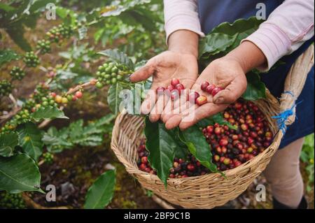 Il selezionatore del caffè mostra ciliegie rosse sullo sfondo del cestino Foto Stock