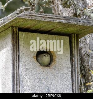 Casa Wren Peeking attraverso il suo Nest Box. Foto Stock