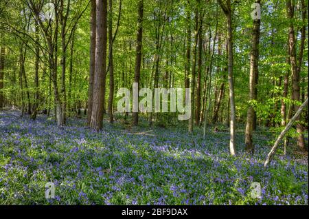 Tappeto di Bluebells che cresce in un piccolo legno nel Regno Unito Foto Stock