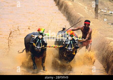 kambala bufalo corsa di bestiame ha tenuto nel distretto di mangalore, karnataka, india del sud, festa di raccolto, asia, kambala kerala, kampala Foto Stock