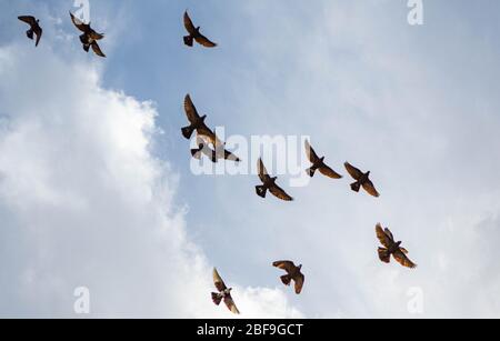 Migrazione di uccelli nel cielo Foto Stock