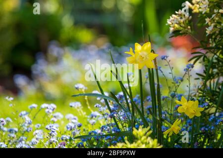 Narcisi e Dissolt-me-not (Myosotis) in un giardino primaverile soleggiato con sfondo sfocato Foto Stock