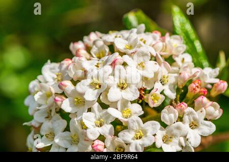 Primo piano dei fiori di Viburnum burkwoodii, un arbusto molto profumato, in un ambiente giardino Foto Stock