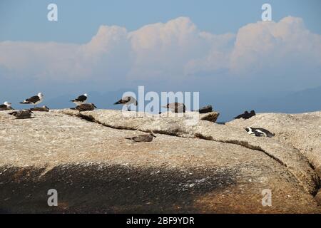 Pinguini di Jackass, o pinguini africani, su una roccia a Boulders Beach. A Simon's Town, dove vive una colonia di pinguini. Penisola del Capo, Sudafrica, Afri Foto Stock