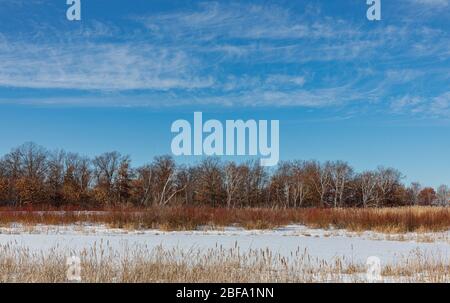 Crex Meadows area faunistica nel mese di febbraio. Foto Stock