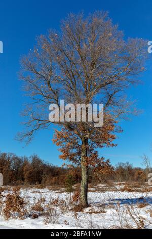 Quercia nella zona della fauna selvatica Crex Meadows. Foto Stock