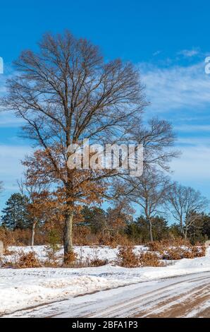 Crex Meadows area faunistica nel mese di febbraio. Foto Stock