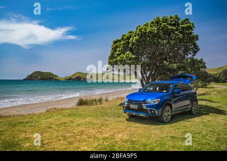 Port Jackson Campsite, Cape Colville, pohutukawa Tree, Coromandel Peninsula, Waikato Region, North Island, Nuova Zelanda Foto Stock