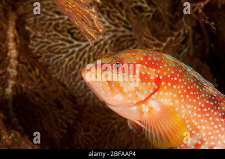 Gruppo di corallo, Cephalopholis miniata, Raja Ampat Papua Occidentale Indonesia. Foto Stock