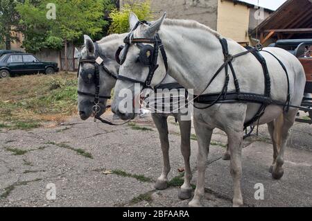 Aradac, Serbia, 07 settembre 2019. Teste di cavalli che traina una carrozza al festival della vendemmia. Foto Stock