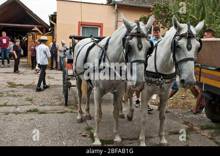 Aradac, Serbia, 07 settembre 2019. Il proprietario e i cavalli, noleggiati per festeggiare, riposano all'ombra. Foto Stock