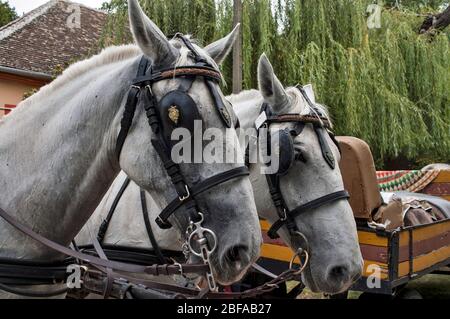 Aradac, Serbia, 07 settembre 2019. Teste di cavalli che traina una carrozza al festival della vendemmia. Foto Stock