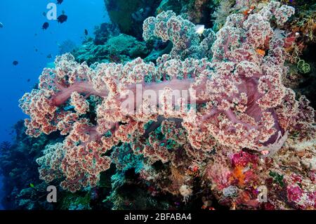 Corallo morbido, Dendronephthya sp. Parco Nazionale di Wakatobi Sulawesi Indonesia. Foto Stock