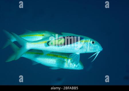 Pesce caprino giallognolo, Mulloidichthys vanicolensis, pulito da wrasse bicolore, Labroides bicolore, Sulawesi Indonesia Foto Stock