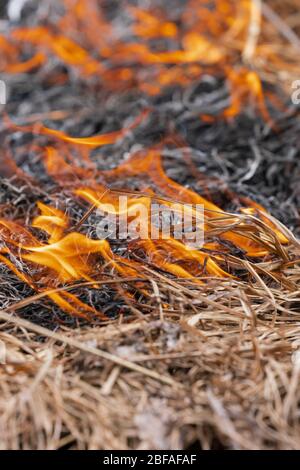 Fuoco che brucia erba secca in prato di foresta di primavera. Messa a fuoco selettiva morbida, sfocatura del movimento dal fuoco e fiamme ad alta temperatura. Vista ravvicinata Foto Stock