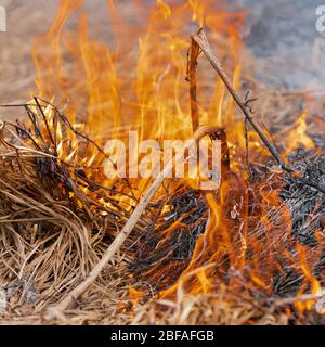 Fuoco rosso e fumo che brucia erba in campo agricolo. Messa a fuoco morbida selettiva, sfocatura del movimento da fuoco forte e fiamme ad alta temperatura. Vista ravvicinata Foto Stock