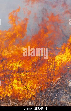 Fuoco fiamme che brucia erba secca in campo agricolo. Sfocatura del movimento dal fuoco e temperatura elevata. Messa a fuoco morbida e selettiva. Vista ravvicinata della stagione naturale Foto Stock