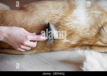 Donna Groomer pettinatura pelliccia bianca Labrador Retriever cane. Cane da governare. Foto Stock