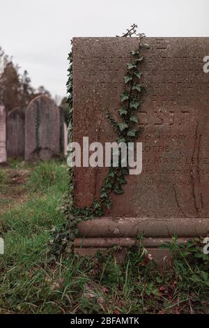 Arrampicate le viti su una tomba ebraica sul Southampton Old Cemetery a Southampton Common, Inghilterra, Regno Unito Foto Stock