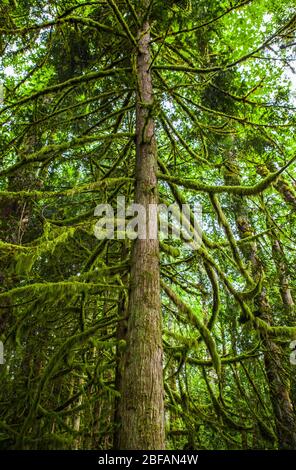 Un albero di cedro con rami coperti in muschio, Tiger Mountain, Washington. Foto Stock