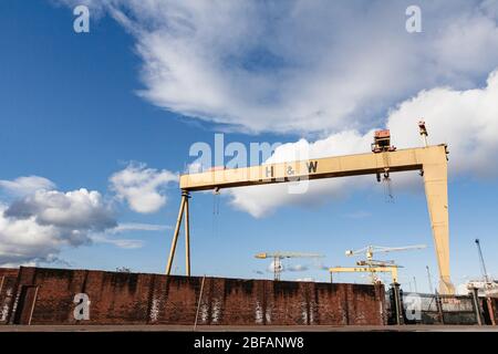 Samson & Goliath, il famosissimo Harland e Wolff Cranes ai Belfast Docks. Foto Stock