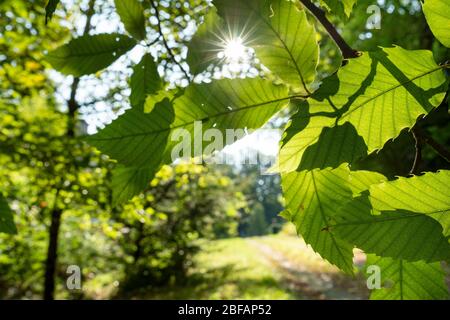 Raggi di luce solare attraverso foglie colorate al mattino presto in una soleggiata giornata autunnale Foto Stock