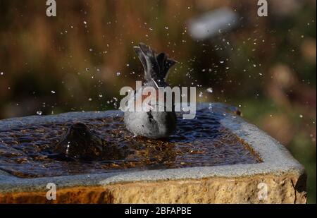 Una Junta Dark Eyed gode dell'acqua fresca di una fontana di pietra in un pomeriggio caldo. Foto Stock